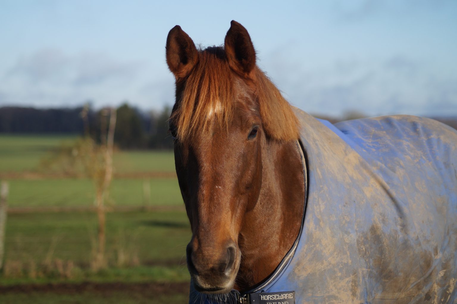 Leon of Fuerty ”Leon”