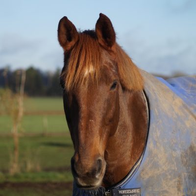 Leon of Fuerty ”Leon”