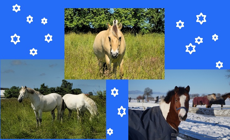 Väggkalendern 2026 är äntligen här!