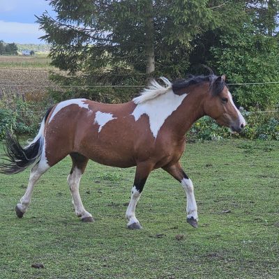 Spirit’s Angelina ”Angelina”