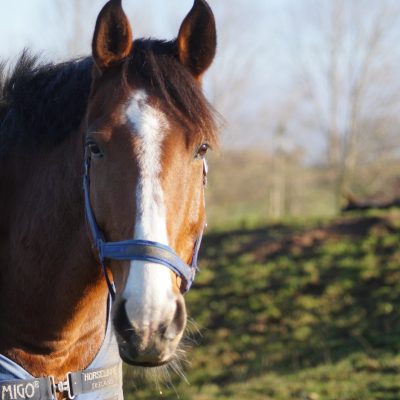 BEC Nashville ”Nashville”