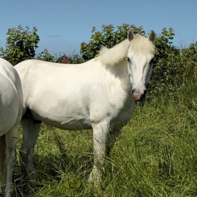 Mr Svitzer ”Svitzer”