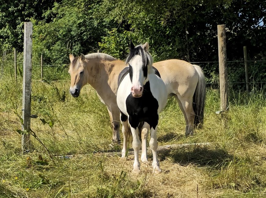 Kom och lär dig rida hos oss på Viarp!