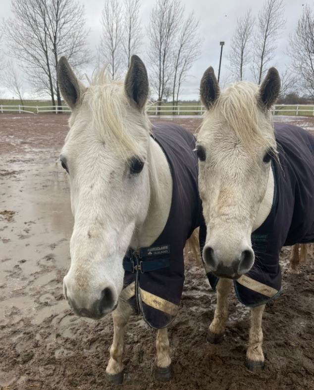 SÄLJ KAKOR OCH STÖD VIARPS KÖR- OCH RIDKLUBB! 